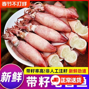 满籽籽乌海兔子新鲜海兔鲜活带籽笔管鱼大乌贼籽乌鱿鱼海鲜水产