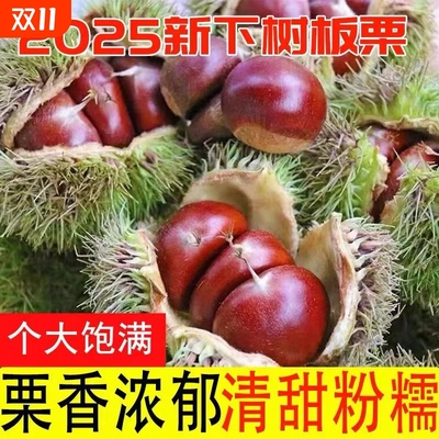 板栗生新鲜高山板栗农家现摘毛栗子鲜板栗生板栗大果散装新货包邮