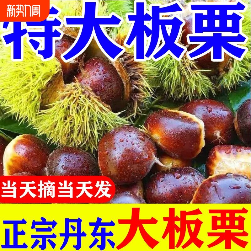 新鲜板栗生栗子超大号丹东板栗非油毛栗子蔬菜批发价整箱包邮现摘