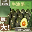 顺丰云南孟连哈斯牛油果新鲜水果大果15个当季 即食一级鳄梨糯国产