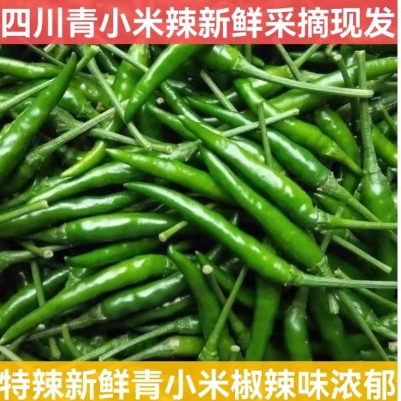 青小米椒现摘农家小米辣椒新鲜特辣指天椒小米辣泡椒朝天自种线椒