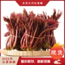 新鲜香椿芽红油现摘蔬菜露天嫩芽野生当季 野菜产地山东四川省