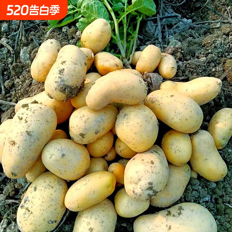 贵州特产黄心洋芋本地正宗土豆十斤高山应季新鲜蔬菜马铃薯