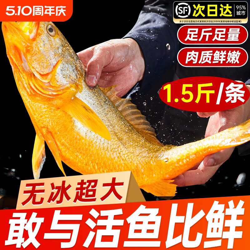 黄花鱼新鲜冷冻深海大黄鱼生鲜海鲜水产小黄鱼鲞鲜活海鱼整箱商用