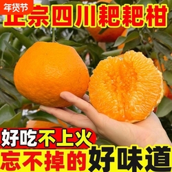 正宗眉山四川春见耙耙柑净重4.5斤