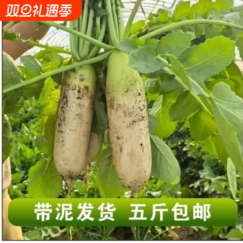 清脆爽口沙窝青皮萝卜青头萝卜甄选脆甜多汁现挖农家生吃凉拌