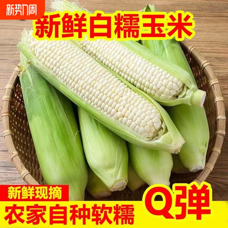 新鲜采摘白糯牛奶玉米5-9斤当季现摘嫩苞谷代餐甜糯玉米棒子包邮