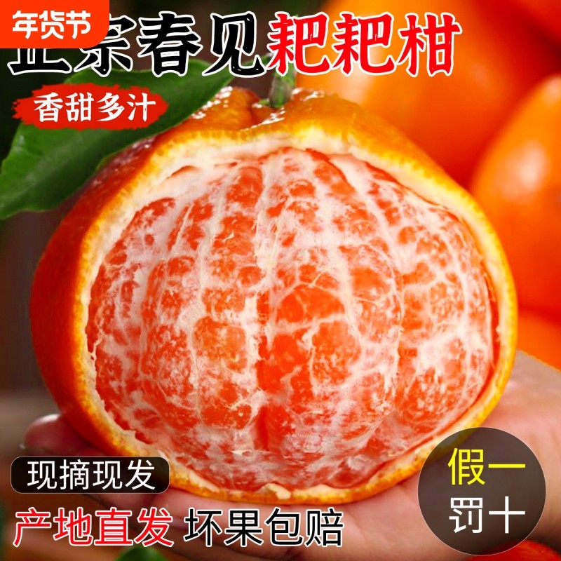 正宗四川春见耙耙柑新鲜水果9斤装当季现摘丑桔柑橘子橙整箱包柚,水产肉类/新鲜蔬果/熟食,桔子,淘宝优惠券,粉丝福利购,淘宝优惠卷