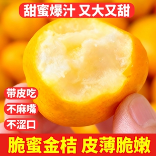 正宗广西融安脆蜜金桔第三代鲜果大果新鲜金柑应季水果果园礼盒装