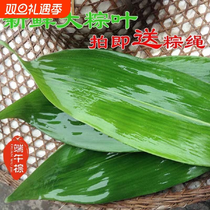 粽叶新鲜粽子叶真空装鲜粽叶野生小箬叶棕叶纯天然人工采摘批发