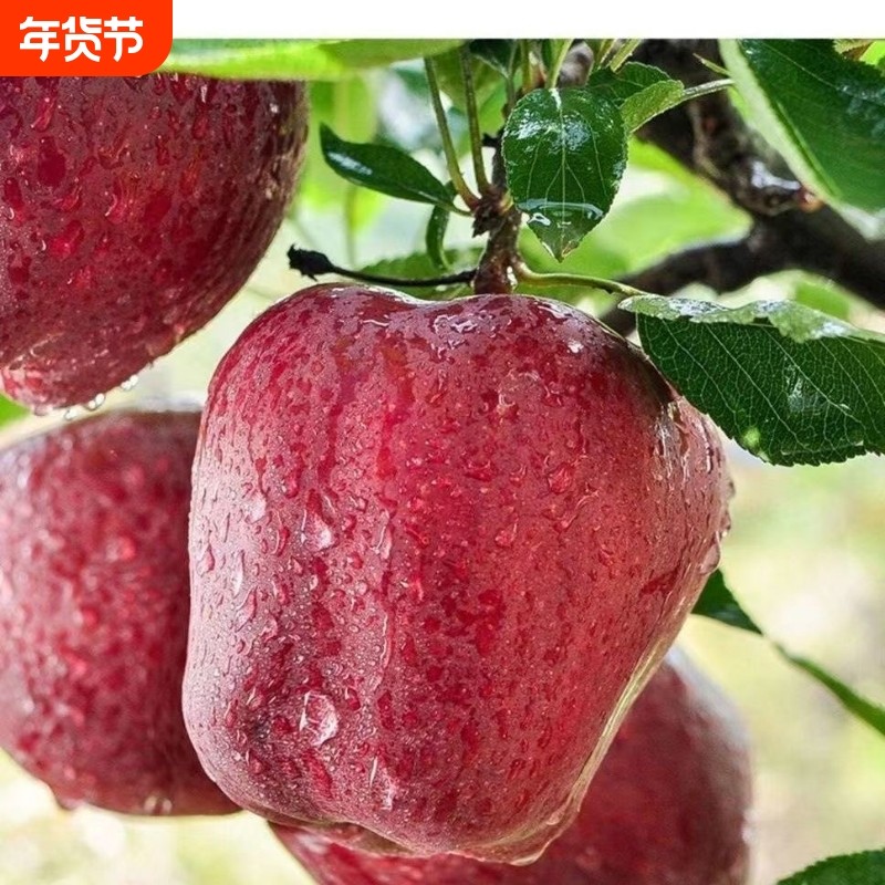 甘肃天水花牛苹果新鲜水果整箱应季年货节老人宝宝营养丰富美味,水产肉类/新鲜蔬果/熟食,苹果,淘宝优惠券,粉丝福利购,淘宝优惠卷