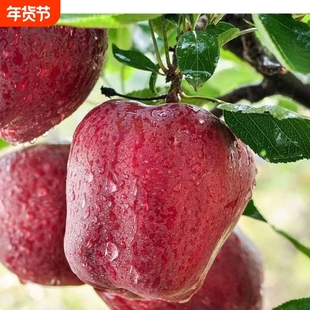 甘肃天水花牛苹果新鲜水果整箱应季年货节老人宝宝营养丰富美味