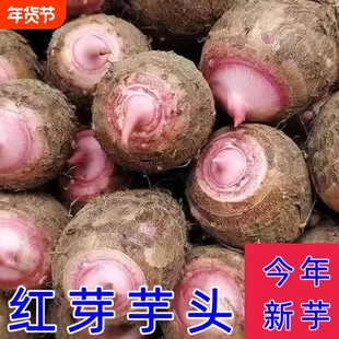 浙江金华新鲜现挖正宗红芽芋头仔农家当季红嘴软粘粉糯小毛芋芋艿