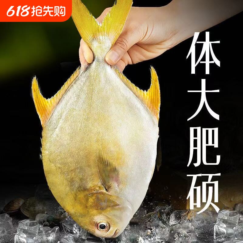 新鲜冷冻金鲳鱼生鲜金昌鱼深海鱼鲳鱼海鲜大鲳鱼海鲜水产批发