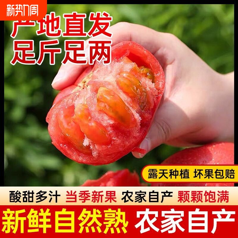自然熟当季西红柿新鲜番茄爽口多汁儿童老人应季蔬菜减脂期番茄儿