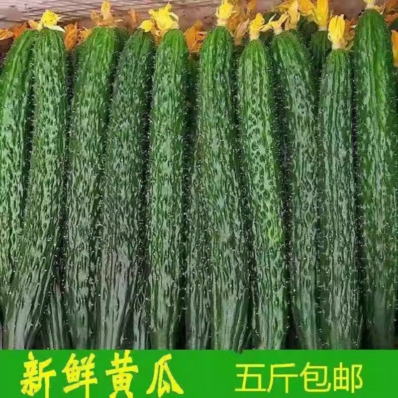 新鲜黄瓜现摘生吃脆嫩爽口多汁带刺农家种植当季优质蔬菜凉拌