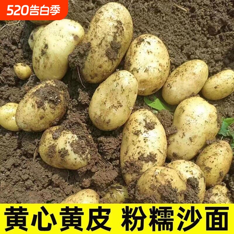 今年新鲜现挖黄心黄皮土豆新鲜蔬菜马铃薯洋芋农家种植现挖
