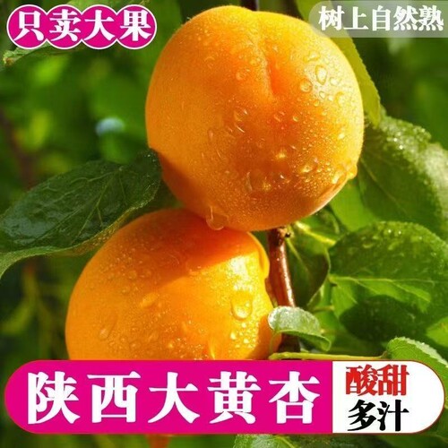 新鲜发货现货杏子新鲜水果大黄杏整箱当季现摘孕妇金太阳杏子