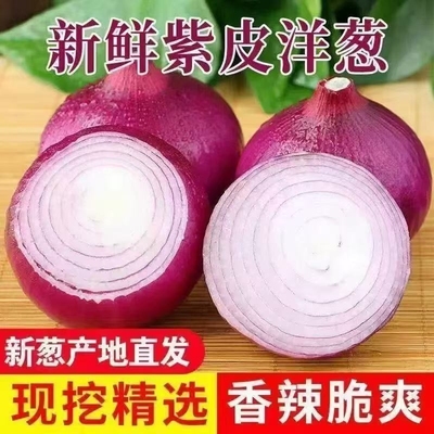 紫皮洋葱新鲜紫皮圆葱当季扁大小洋葱头甜味生吃脆甜蔬菜