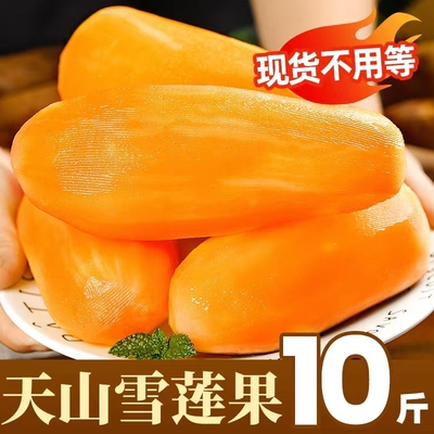 精选新鲜云南天山雪莲果水果当季现挖脆甜时令新果精品黄心9斤装