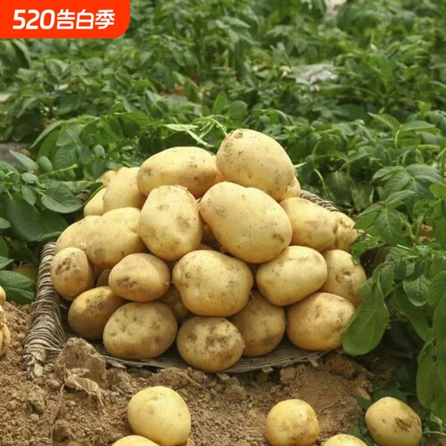 今年新土豆自家种植的土豆