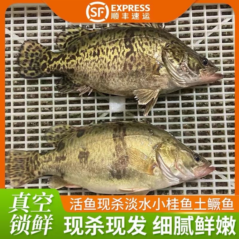 鲜活现杀桂鱼新鲜鳜鱼鳌花鱼淡水鱼季花鱼桂花鱼自然捕获水产