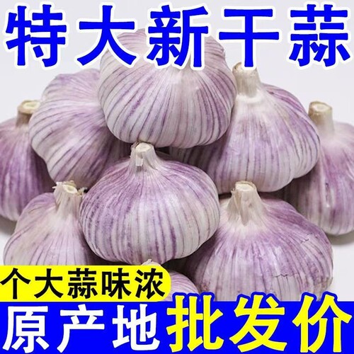 【超低价】金乡新干蒜山东紫皮大蒜头批发红皮大蒜特大号蒜子特级
