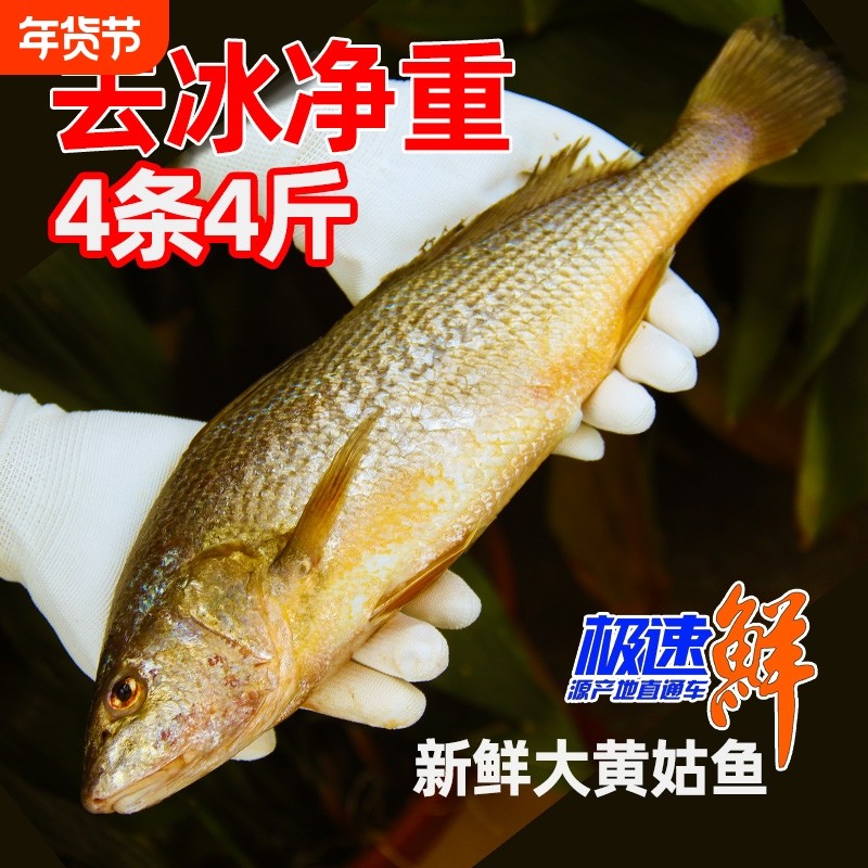 新鲜大黄姑鱼4条4斤 黄花鱼 黄唇鱼黄姑子黄铜鱼花蜮鱼黄三鱼黄海