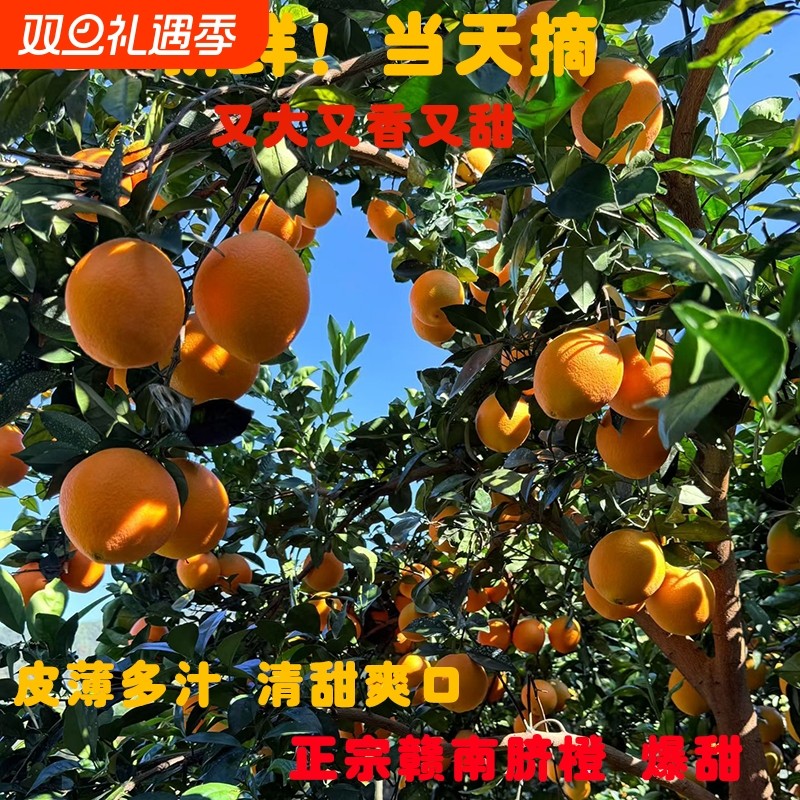 正宗赣南脐橙新鲜橙子20斤当季水果手剥果4.5斤/9.1斤冰糖橙
