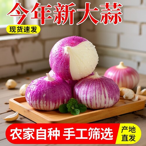 云南紫皮独头蒜农家大蒜辛辣有味