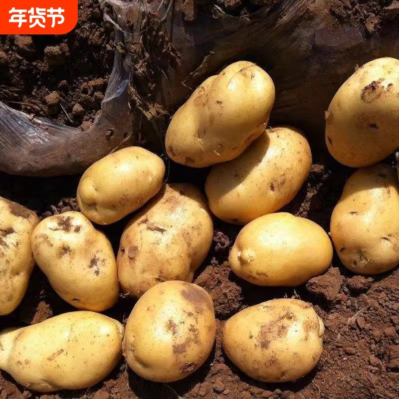老品种土豆黄心洋芋土豆新鲜马铃薯农家土豆土豆黄心现挖