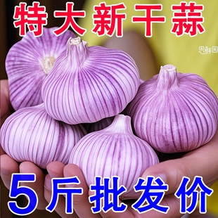 2025年正宗金乡新干蒜头新鲜大蒜紫皮蒜干蒜红皮蒜大头蒜十足干
