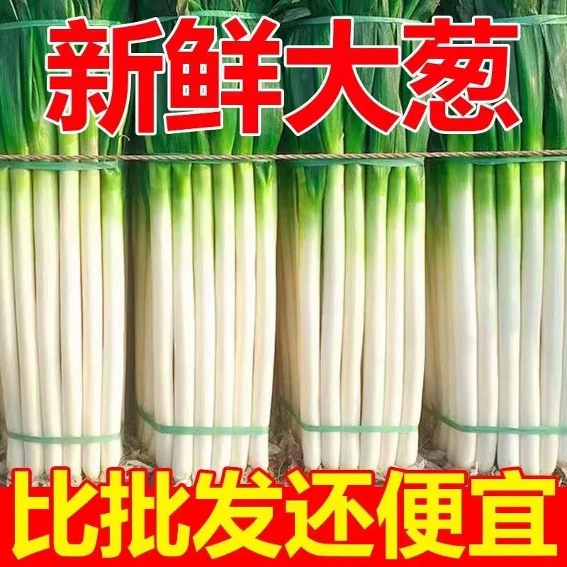 正宗山东葱新鲜大葱产地直发沙葱大葱毛葱洋葱香葱小葱生葱包邮