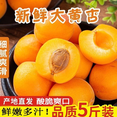 本地大黄杏农家杏子肉厚脱核