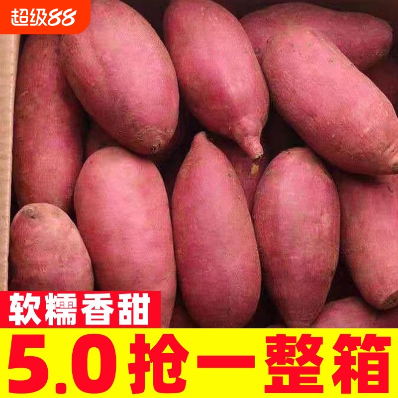正宗开封沙地蜜薯黄心番薯河南