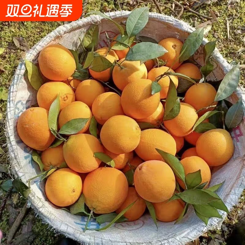 橙子江西赣南脐橙5斤新鲜现摘当季孕妇水果整箱甜橙脐橙橙子包邮