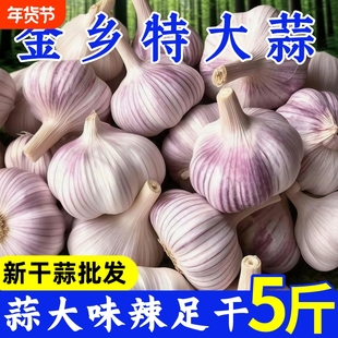 刚山东紫皮大蒜头干蒜批发红皮大蒜子配料十足炒菜自种种植散装