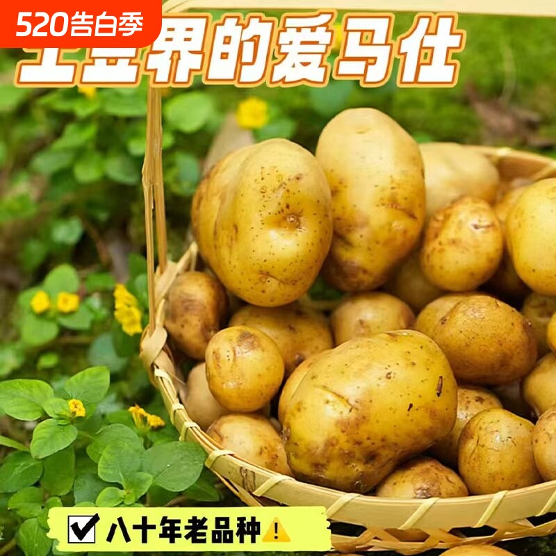 正宗农家现挖当季新鲜土豆黄心5斤洋芋马铃薯自种老品种