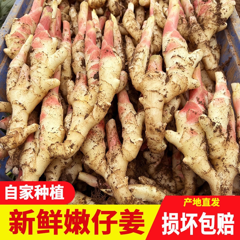 现挖山东辛辣红芽嫩姜