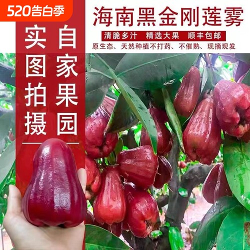 顺丰空运海南特产黑金刚莲雾大果莲雾果新鲜水果年货送礼品礼盒装