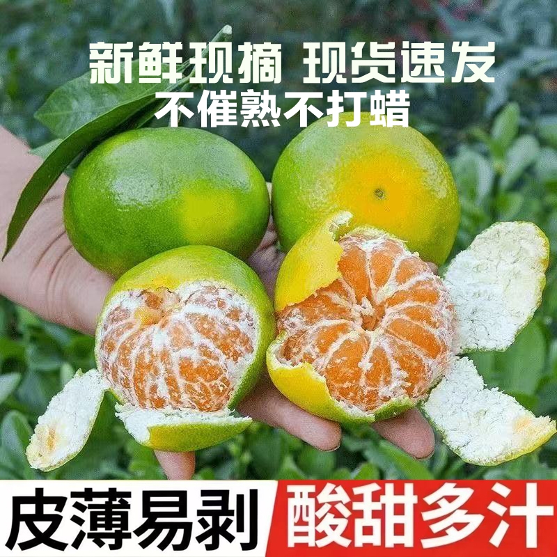 湖北蜜桔新鲜桔子桔子蜜桔子新鲜水果新鲜现摘孕妇水果酸甜橘子