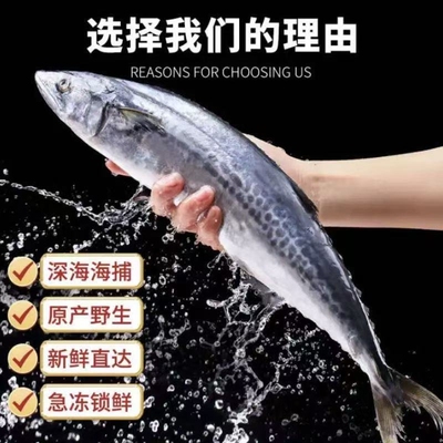 大鲅鱼新鲜活鲐鲅鱼马鲛鱼大整条冷冻青花鱼马友鱼海鲜批发冰鲜