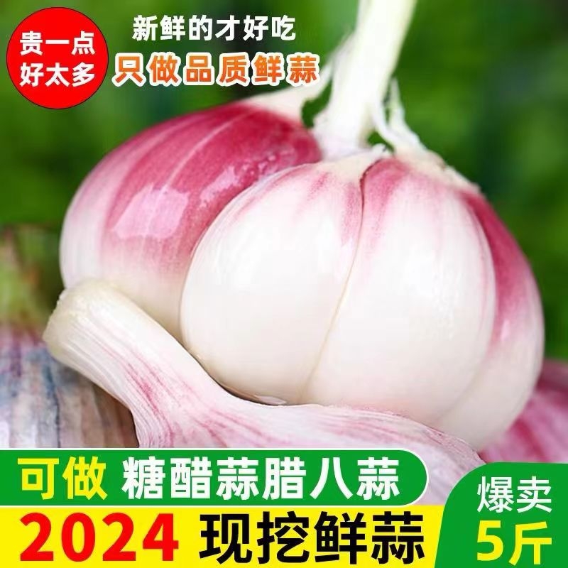 2024年紫白皮鲜蒜山东腌制糖醋