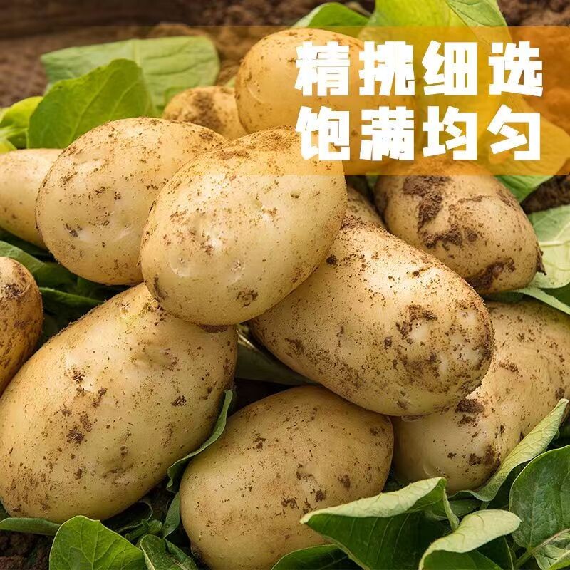 当季新土豆现挖贵州新鲜黄心土豆5斤当季蔬菜马铃薯洋芋