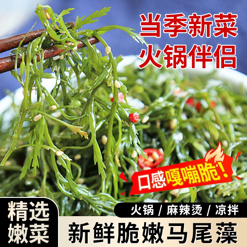 鞭炮笋火锅食材海藻菜羊栖凉拌菜海草火炮菜长寿菜龙须盐渍马尾藻