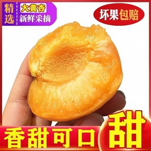 【头茬现摘】山西大黄杏新鲜杏子应季水果金太阳黄杏酸甜整箱批发
