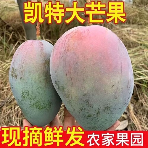 凯特芒果四川攀枝花香芒肉厚新鲜应季多汁大芒果当季水果现摘青皮