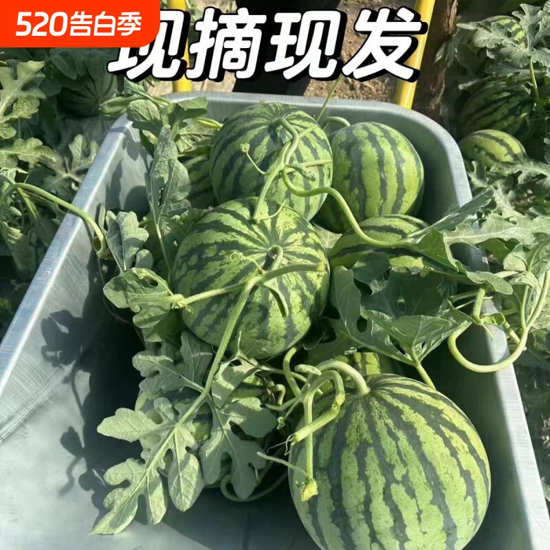 当季新鲜水果8424麒麟头茬瓜薄皮西瓜现摘现发脆甜多汁瓜包熟