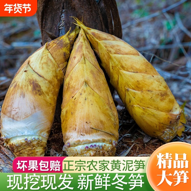 冬笋当季新鲜黄泥嫩笋带壳毛竹嫩笋尖现挖现发一整箱蔬菜火锅配菜,水产肉类/新鲜蔬果/熟食,竹笋,淘宝优惠券,粉丝福利购,淘宝优惠卷