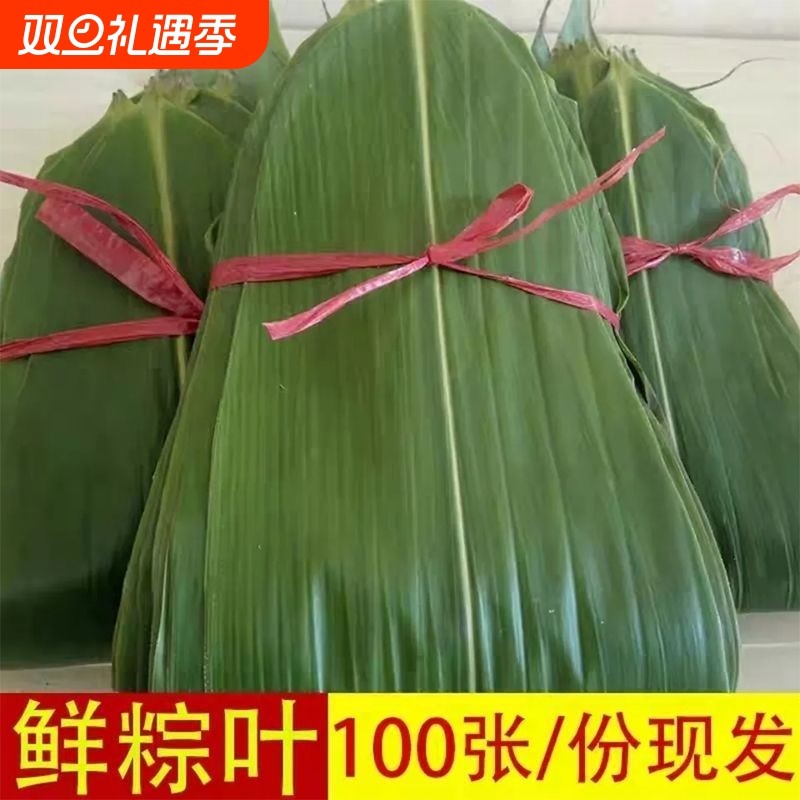 粽子叶新鲜大号粽叶包粽子专用特大号棕叶子批发商用精选现摘大片